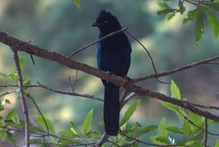 Cyanocorax melanocyaneus