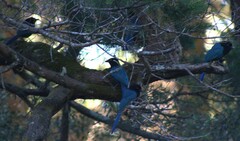 Cyanocorax melanocyaneus