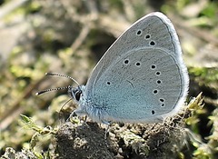 Glaucopsyche lycormas