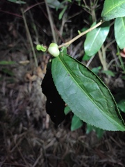 Camellia sinensis