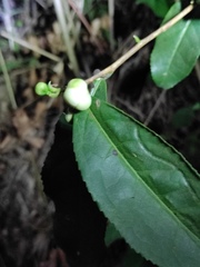Camellia sinensis
