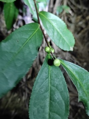 Camellia sinensis