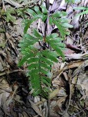 Pteris dispar