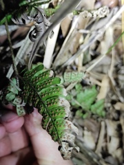 Dryopteris indusiata