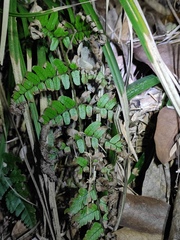 Dryopteris indusiata