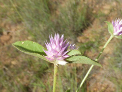 Gomphrena nitida