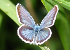 Plebejus argus