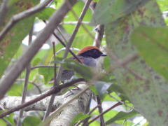 Conopophaga melanops