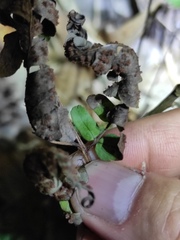 Dryopteris indusiata