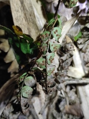 Dryopteris indusiata