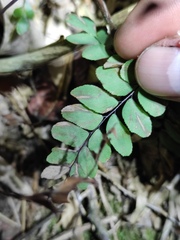 Adiantum flabellulatum