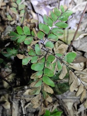 Adiantum flabellulatum