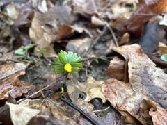 Eranthis hyemalis