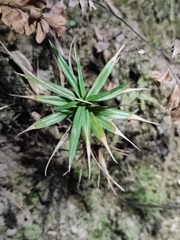 Carex phyllocephala