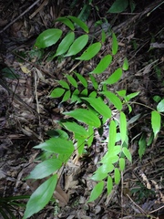 Berberis fordii