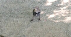 Sturnus vulgaris