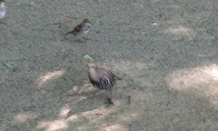 Sturnus vulgaris
