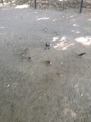 Sturnus vulgaris