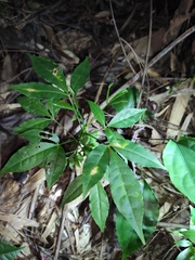 Melicope pteleifolia