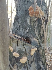 Phellinus pomaceus