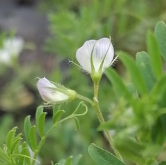 Vicia lens
