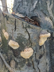 Phellinus pomaceus