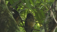 Strix virgata