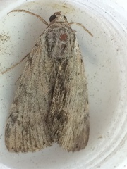 Catocala gracilis