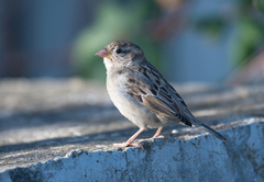 Passer domesticus