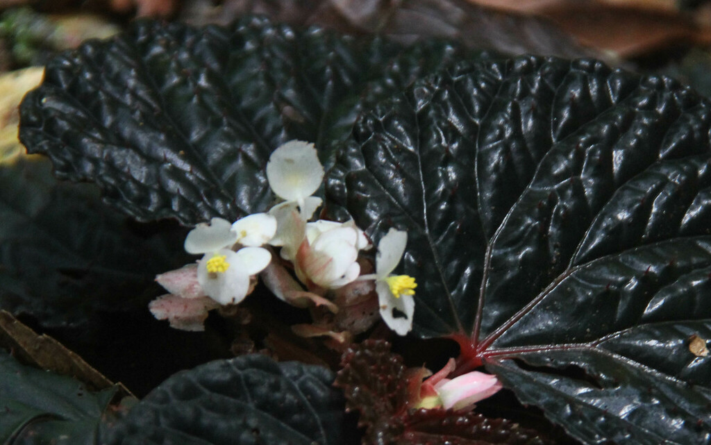 Begonia lamriana
