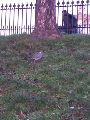 Columba palumbus