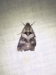 Melipotis florida