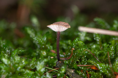 Paragymnopus perforans