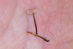 Paragymnopus perforans