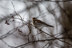 Turdus pilaris