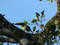 Aulacorhynchus prasinus