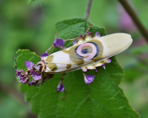 Common Spiny Flower Mantis