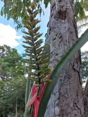 Aechmea tocantina, photograph author not stated, no rights reserved