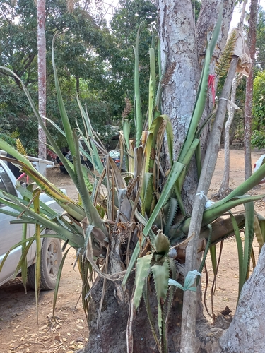 Aechmea tocantina, photograph 4