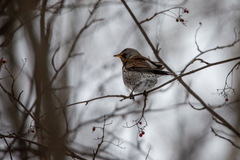 Turdus pilaris