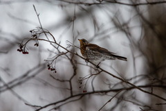 Turdus pilaris