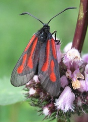 Zygaena osterodensis