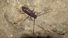 Ambonus interrogationis