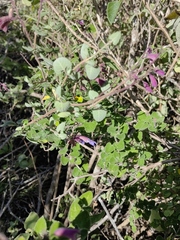 Salvia semiatrata
