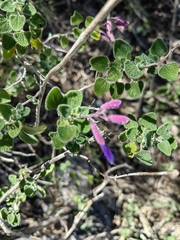 Salvia semiatrata