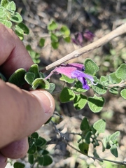 Salvia semiatrata