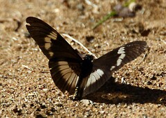 Acraea aganice aganice