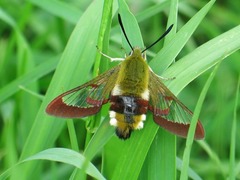 Hemaris fuciformis