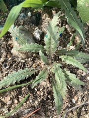 Eulobus californicus