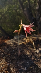 Zephyranthes advena